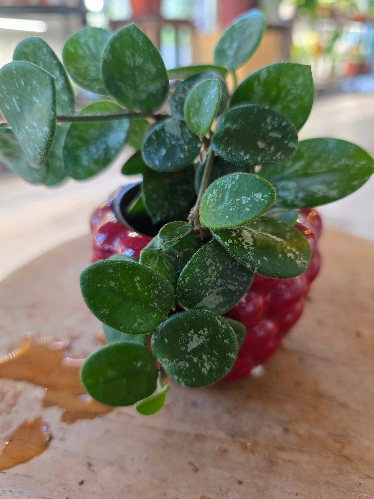 Hoya 'Mathilde Splash' 'S'