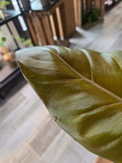 Philodendron 'Summer Glory'