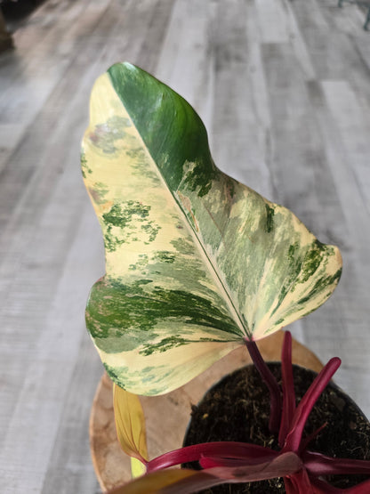 Philodendron Strawberry Shake (3)