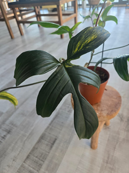Philodendron Florida Beauty (10)