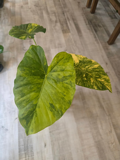 Alocasia macrorrhiza 'Aurea Variegata'
