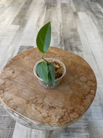 Monstera Praetermissa (JP)