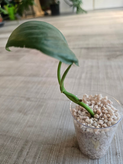 Scindapsus Silver Tattoo (RC)