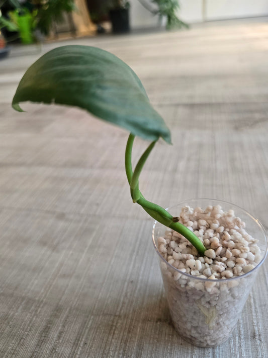 Scindapsus Silver Tattoo (RC)