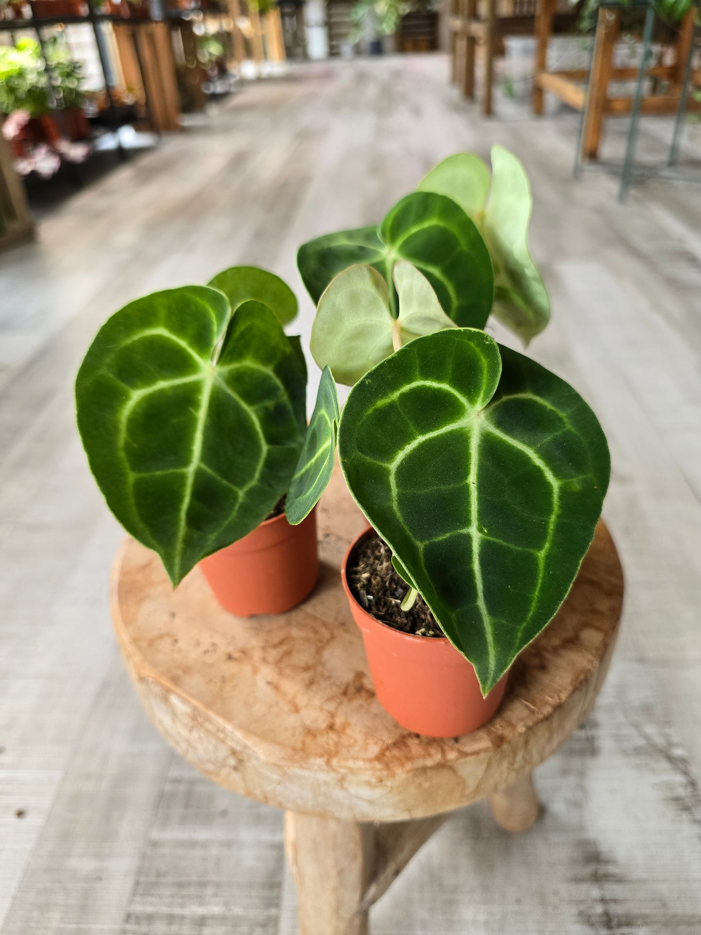 Anthurium King of Clarinervium Sulanjana