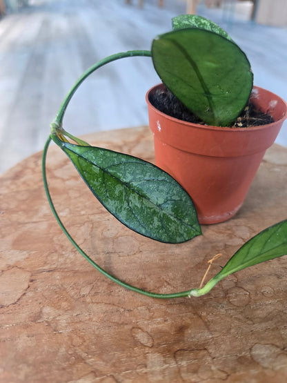 Hoya 'Crassipetiolata' Splash (1)