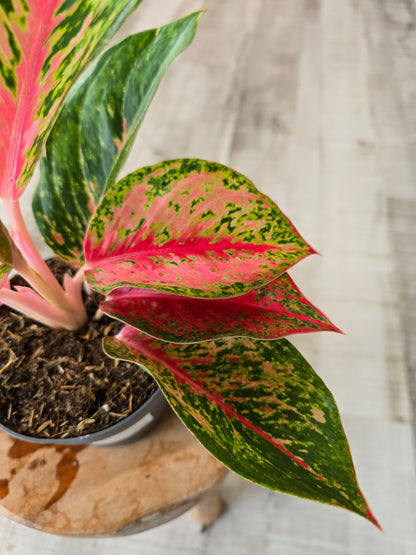 Aglaonema Spring Red