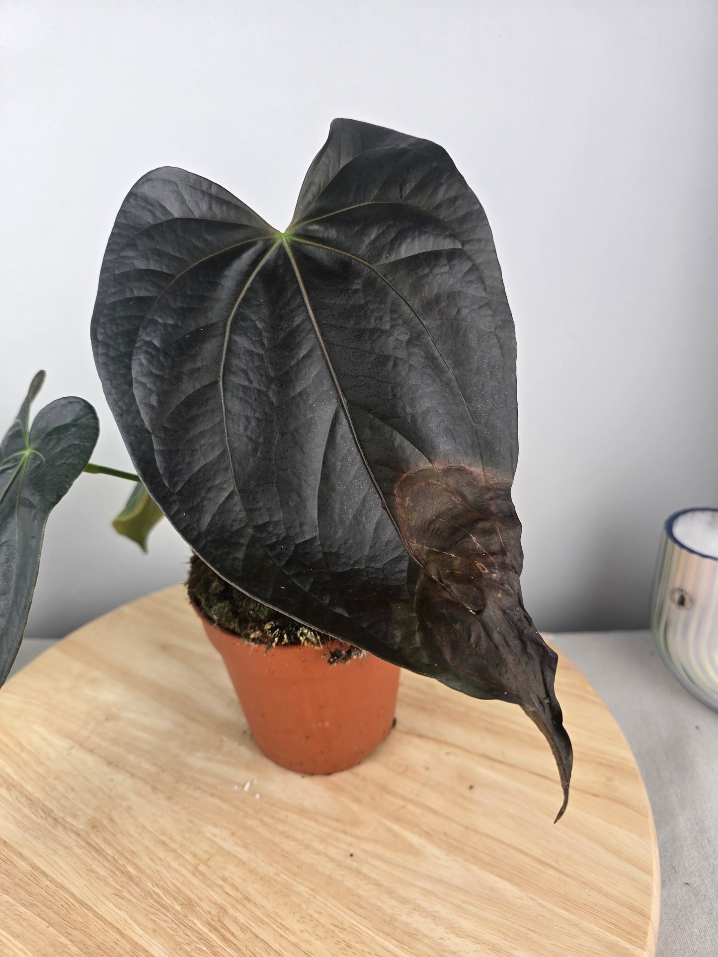 Anthurium Queen of Hearts (SC)