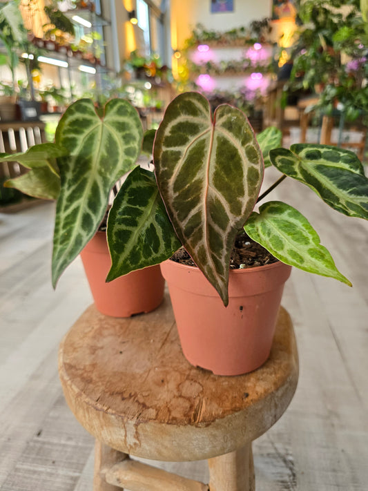 Anthurium Snow Queen Mutation