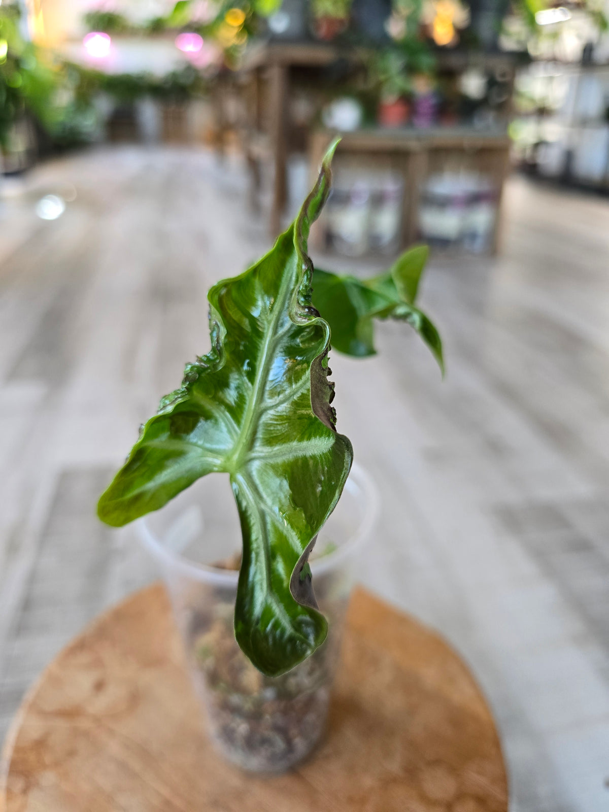 Alocasia Loco (JP)