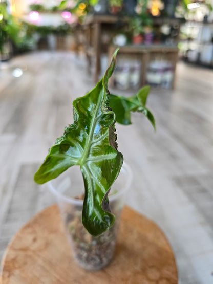 Alocasia Loco (JP)