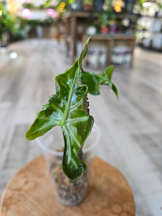 Alocasia Loco (JP)