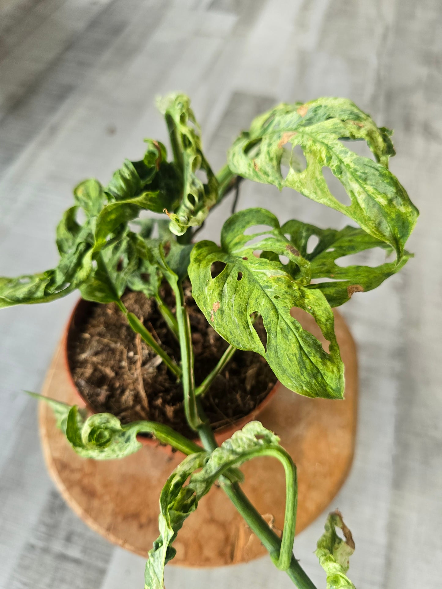 Monstera Frozen Freckles (SC4)