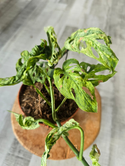 Monstera Frozen Freckles (SC4)