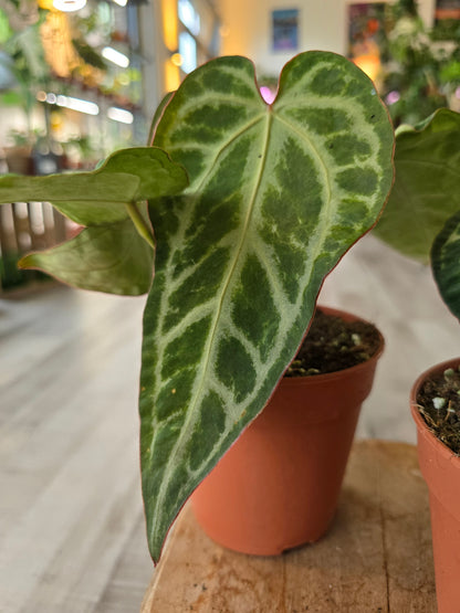 Anthurium Snow Queen Mutation