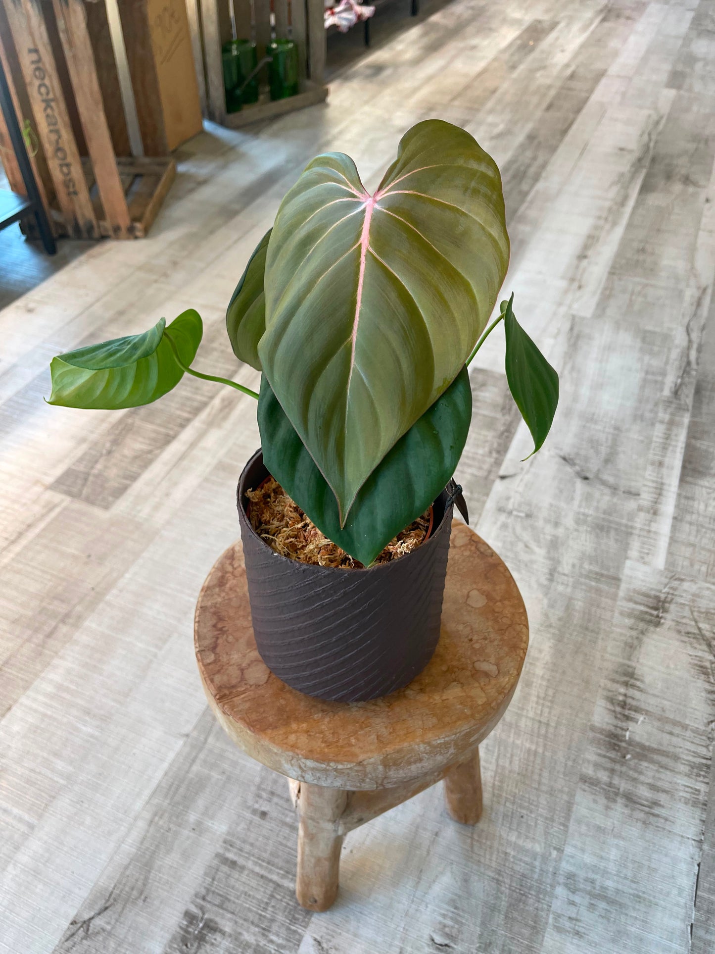 Philodendron Pink Glory (RC)