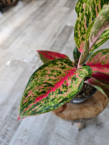 Aglaonema Spring Red