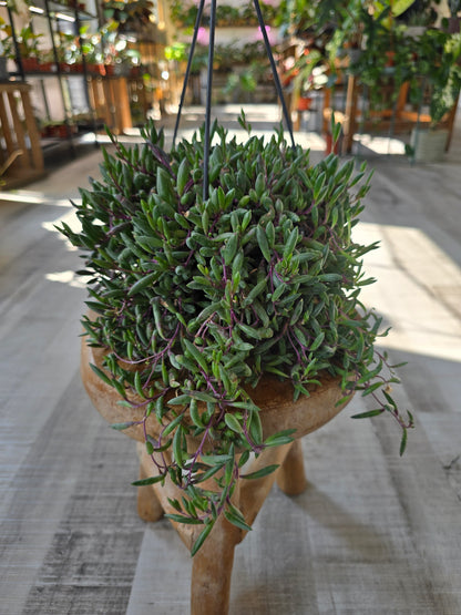 Senecio herreianus Purple Flush