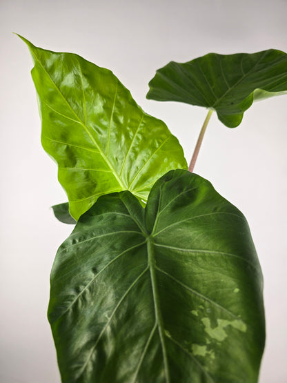 Alocasia Imperial Red