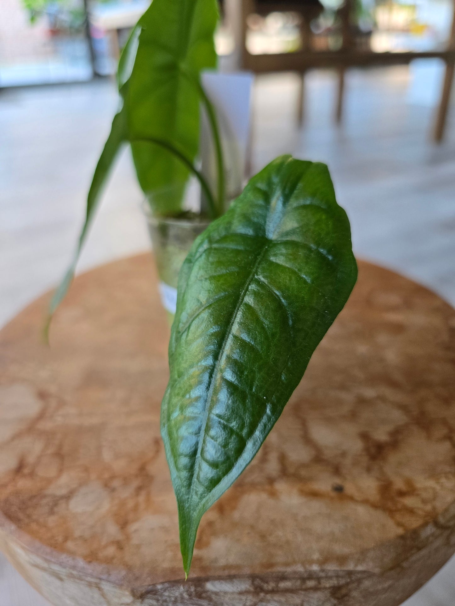 Alocasia Heterophylla Dragon's Breath (JP)