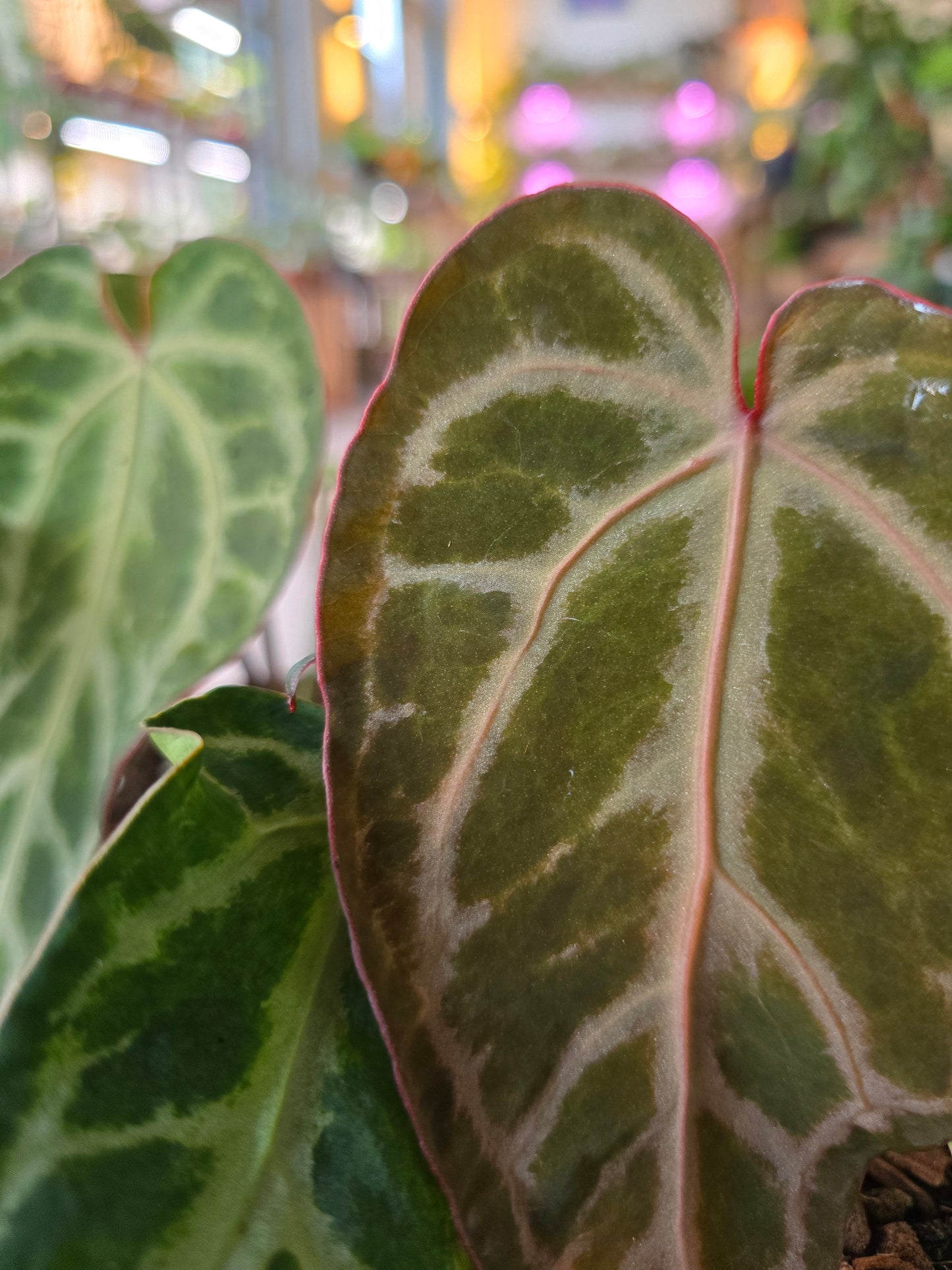 Anthurium Snow Queen Mutation