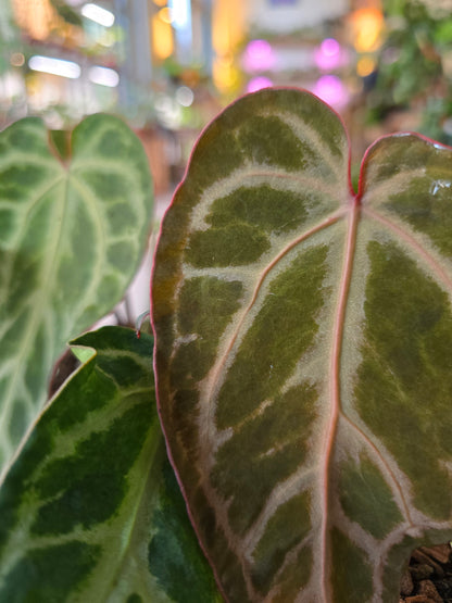 Anthurium Snow Queen Mutation