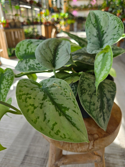 Scindapsus Pictus Exotica