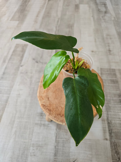 Philodendron Golden Dragon (JP)