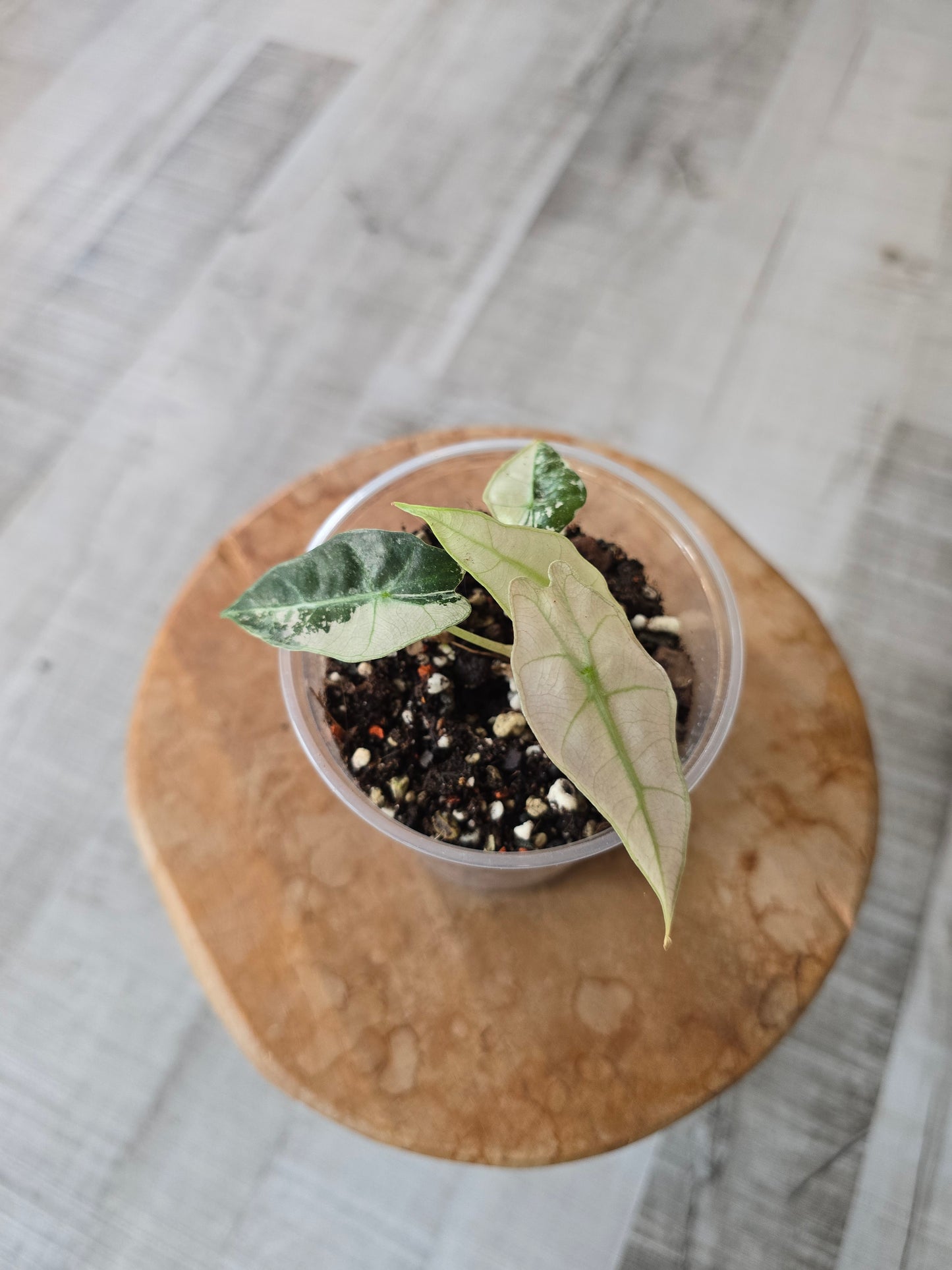 Alocasia Polly Pink Variegata (high variegated P1)