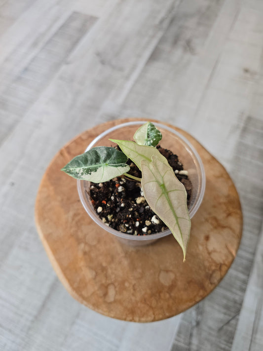 Alocasia Polly pink variegata (high variegated P1)