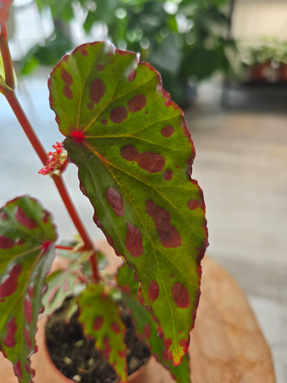 Begonia Pink Dottie