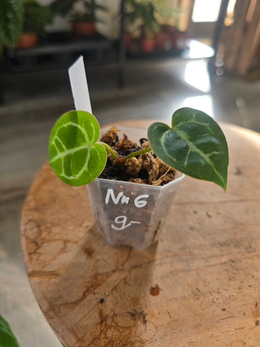 Anthurium Crystallinum 'Karma Crystal Hyvrid' (LS 6)