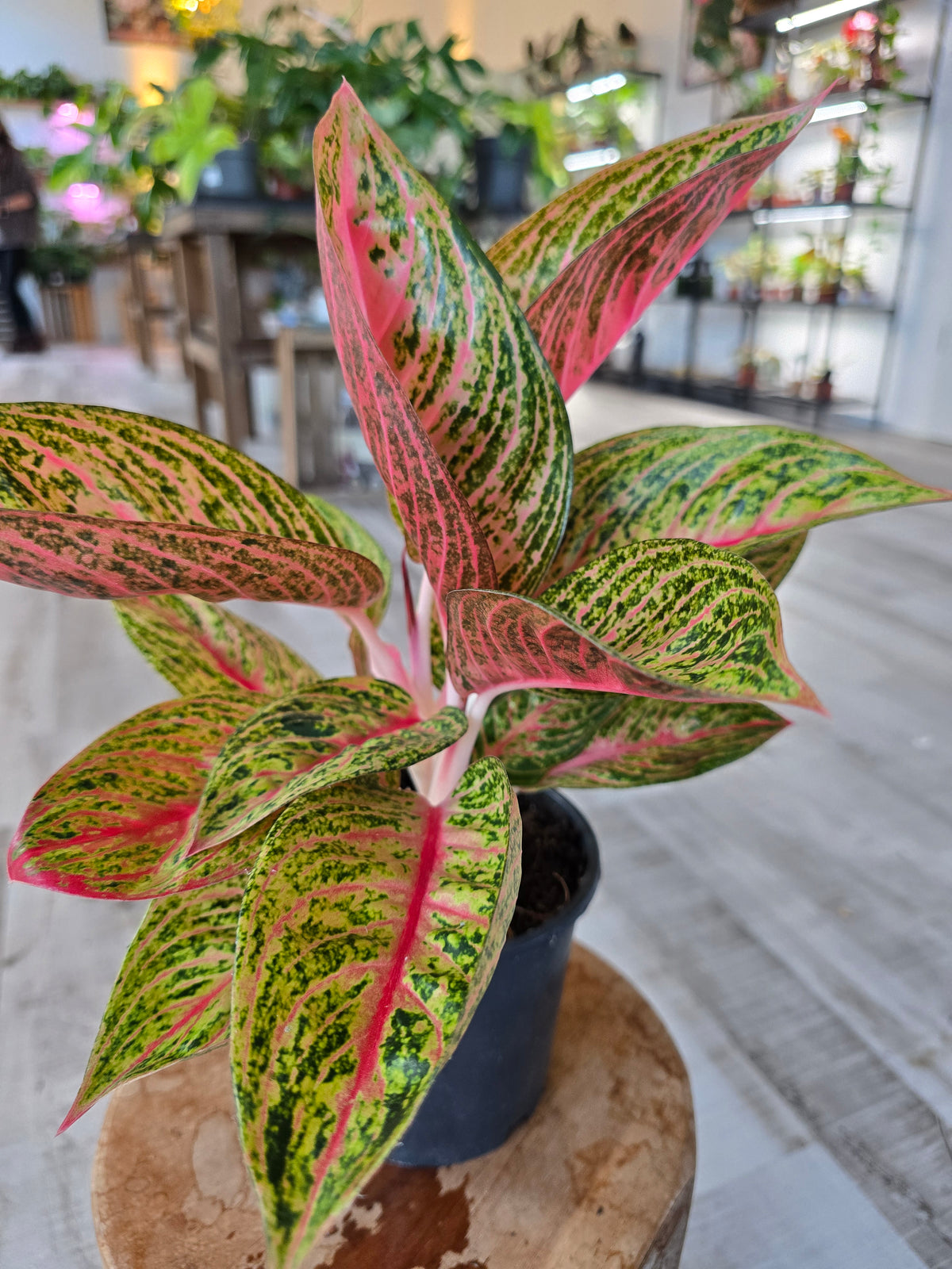 Aglaonema Grand Poppy