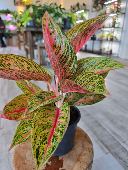 Aglaonema Grand Poppy