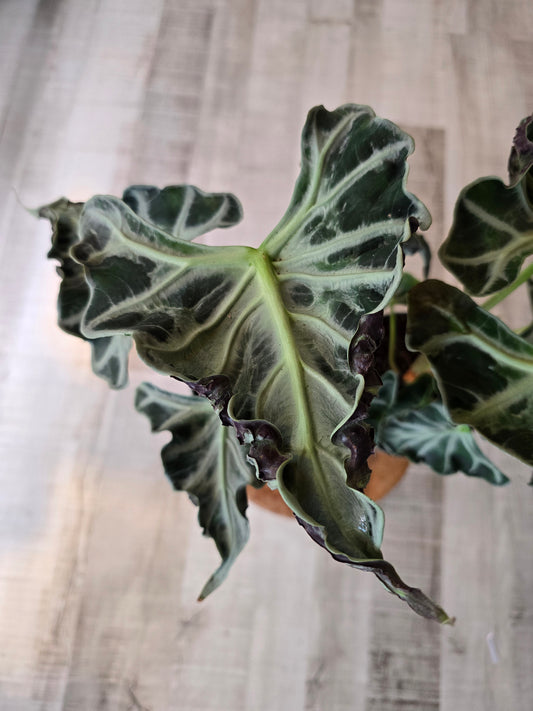 Alocasia 'Loco'