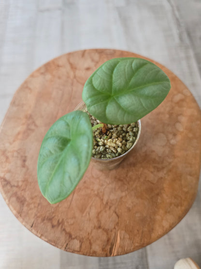 Alocasia Silver Dragon (JP)