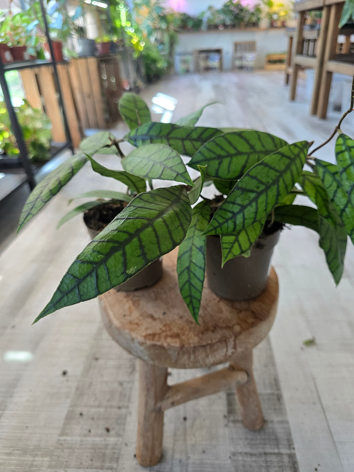 Hoya callistophylla
