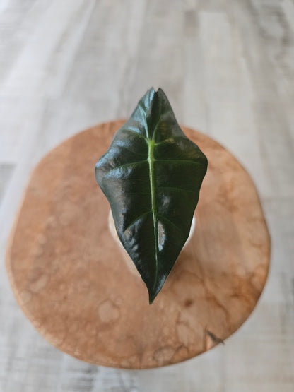 Alocasia Polly (JP)