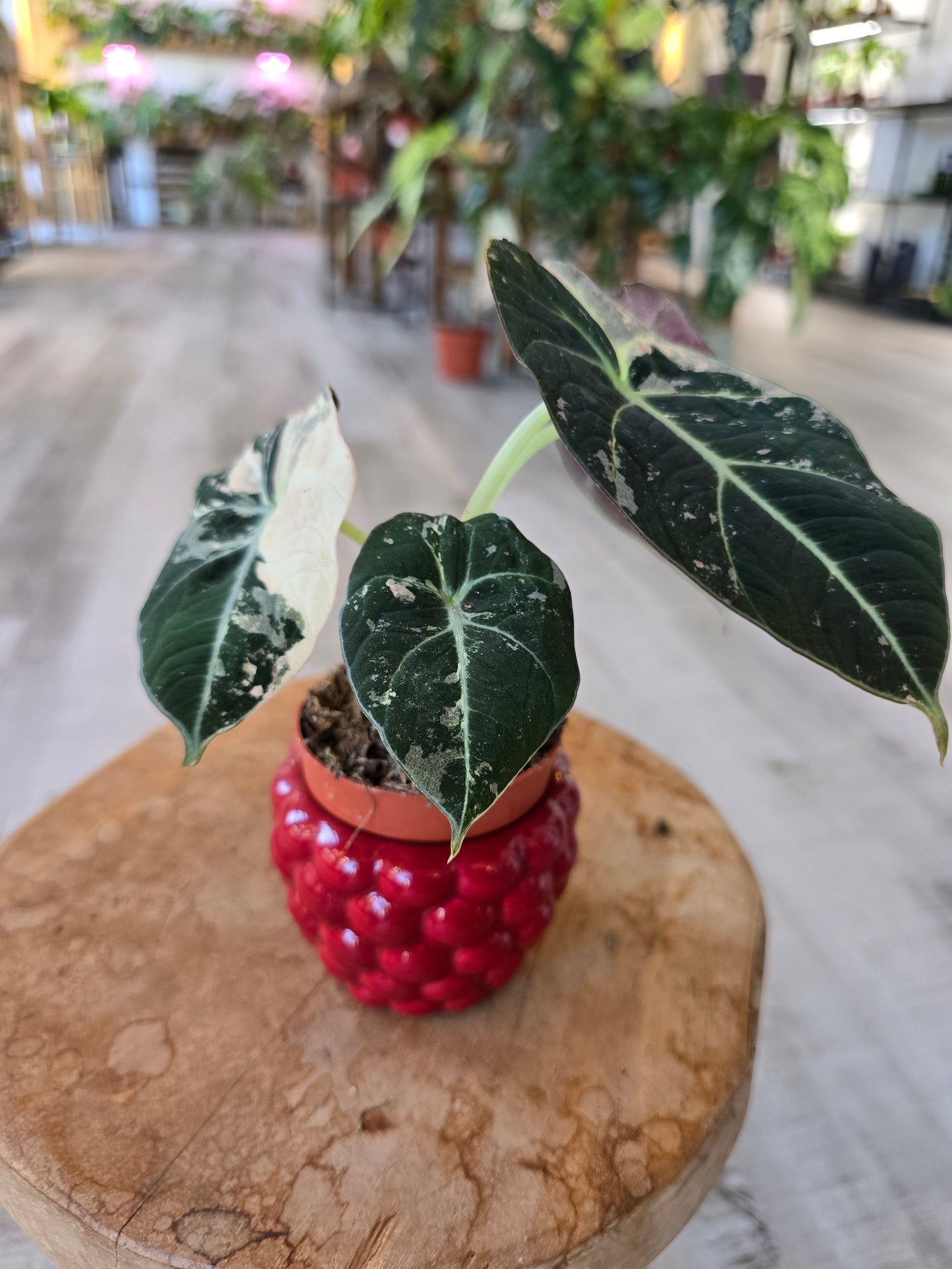 Alocasia Black Velvet Pink variegata