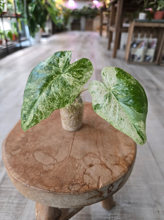 Alocasia Macrorrhiza Splash (JP)