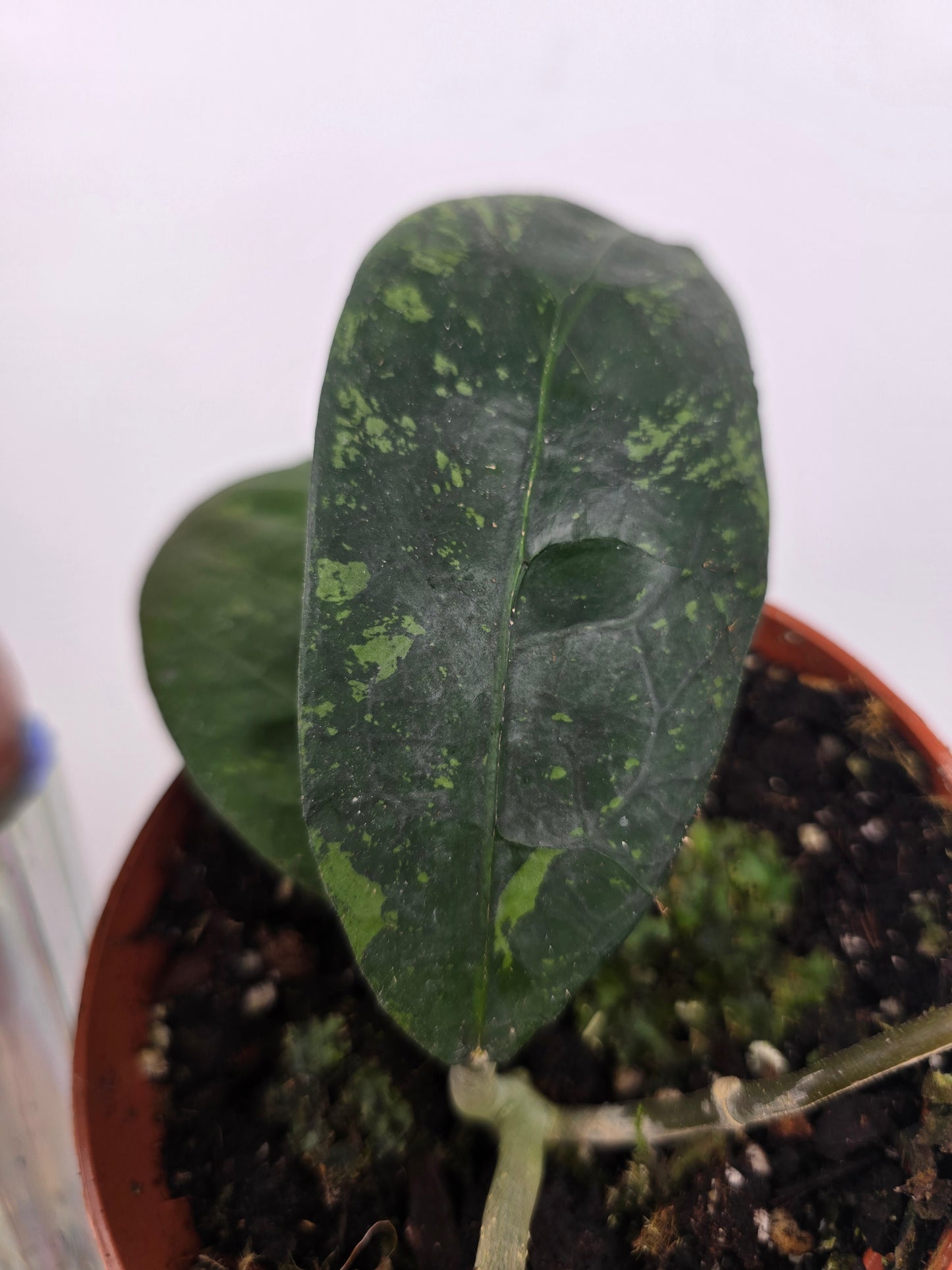 Hoya sp. Aceh