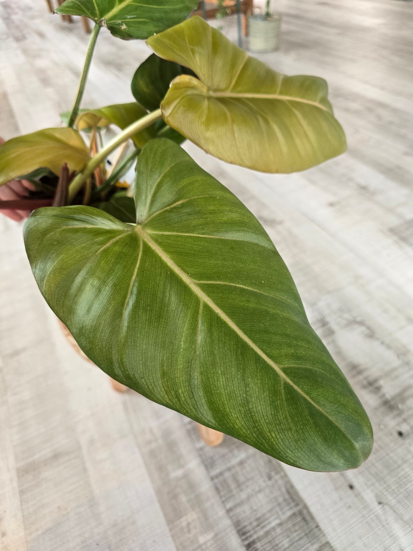 Philodendron 'Summer Glory'