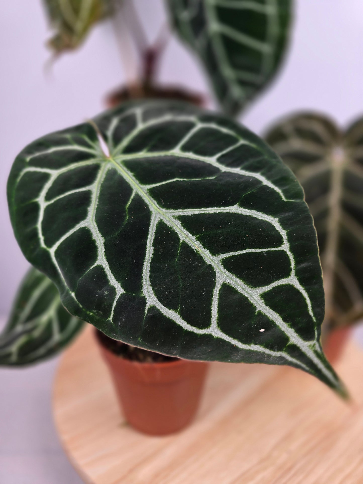 Anthurium Crystallinum