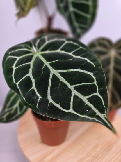 Anthurium Crystallinum
