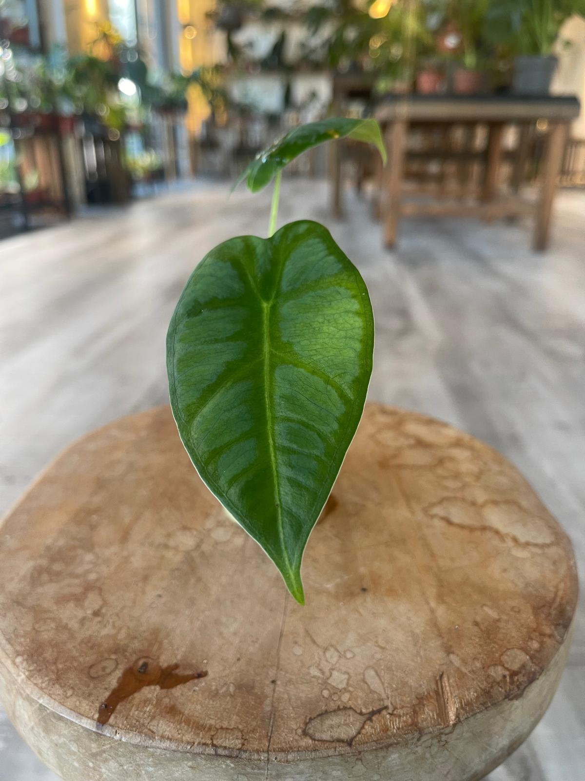 Alocasia Micholitziana Frydek (JP)