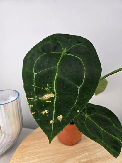 Anthurium forgetii (SC)