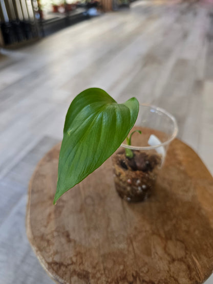 Homalomena rubescens 'Maggy'
