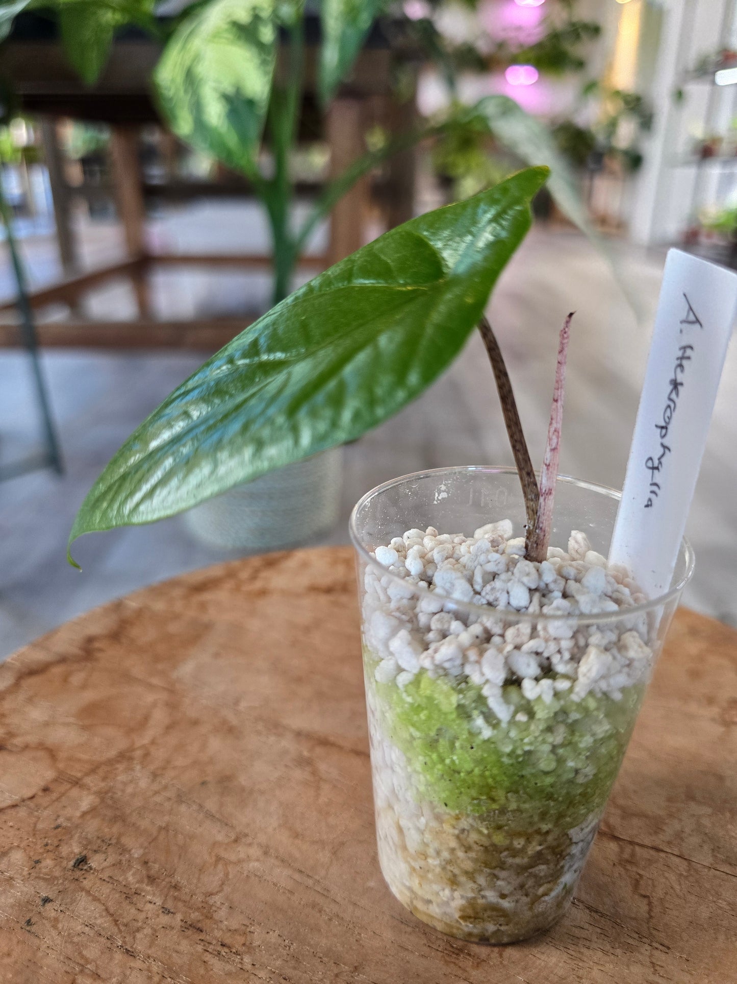 Alocasia Heterophylla (JP)