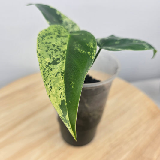 Philodendron Ilsemanii