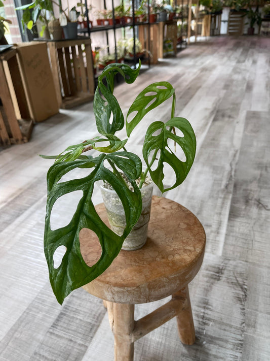 Monstera adansonii Indonesian Marble (JP2)